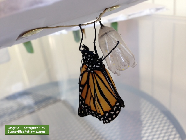 A beautiful new Monarch Butterfly ... minutes after emerging from 10 days in its chrysalis